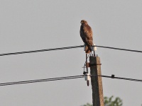 2016-05-23 19h18m36 - Buizerd - Aat Bender